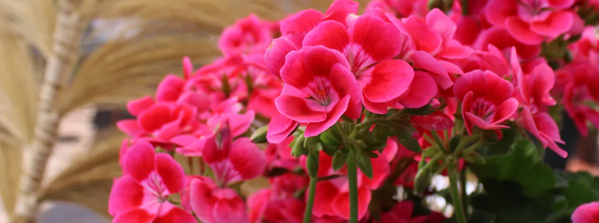 Pink Heat Lover Flower