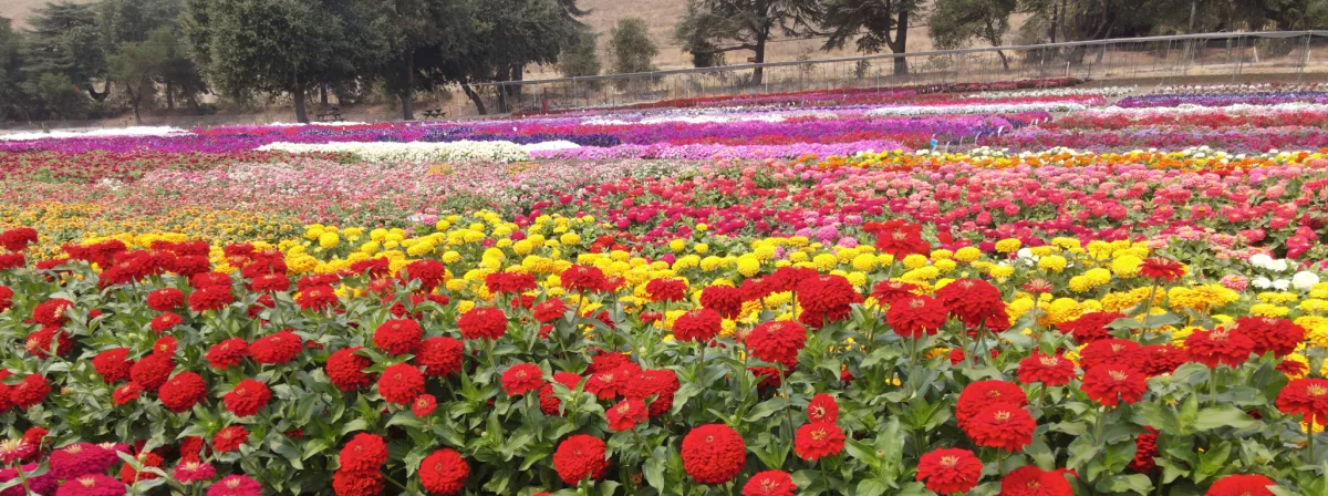 2025 Syngenta Flowers