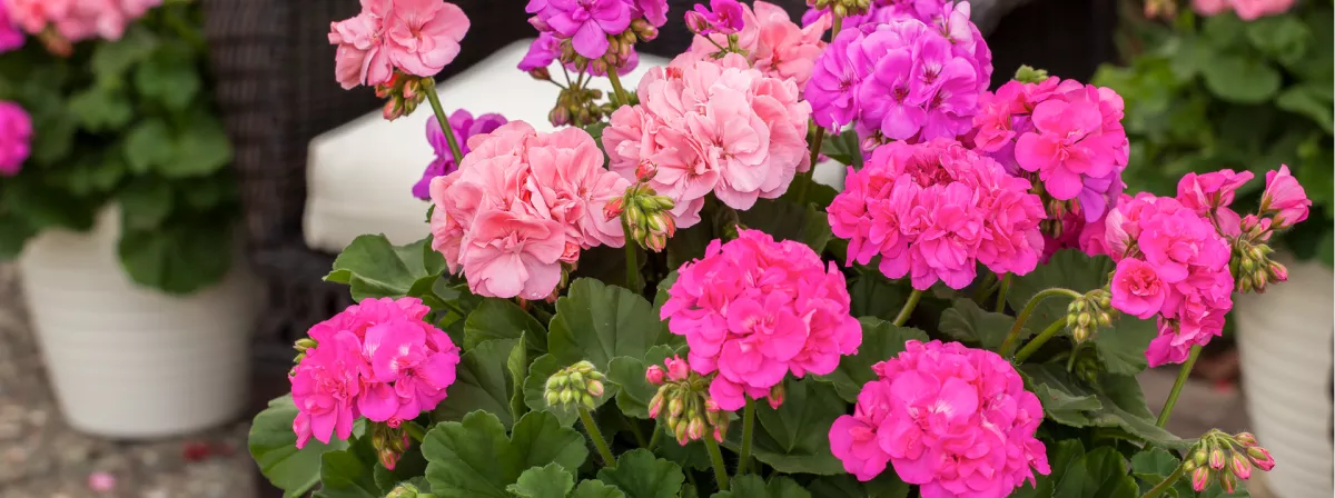 Header Mothers Day