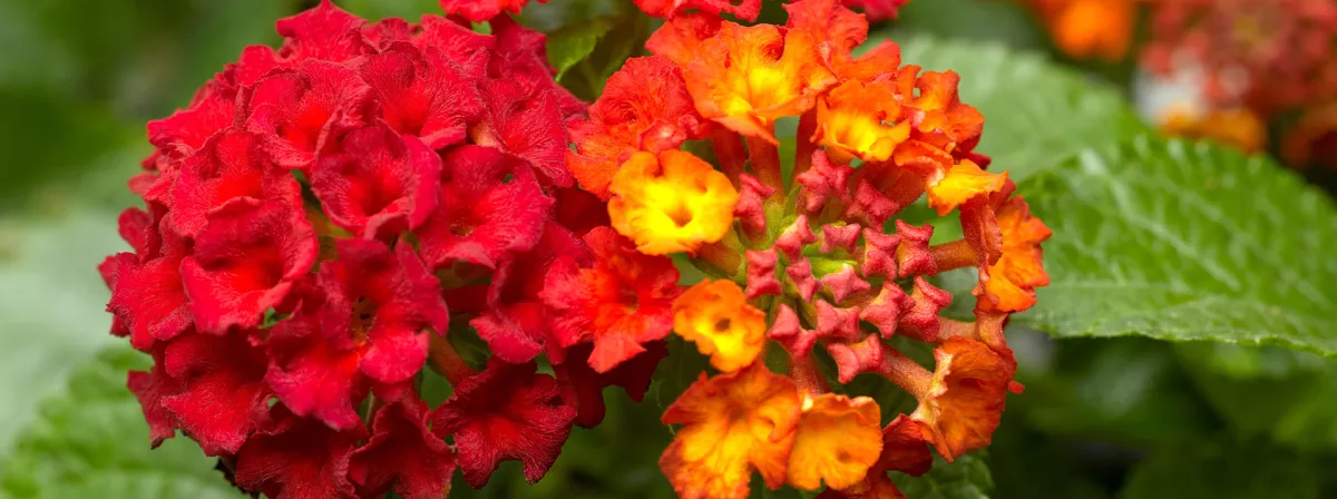 Lantana
