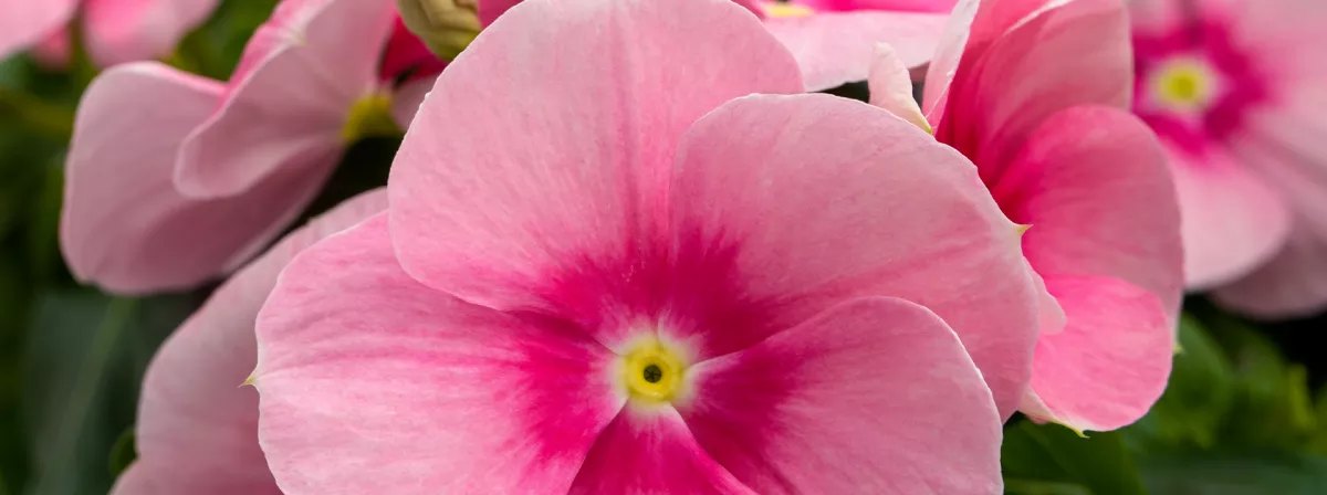 Vinca Seed