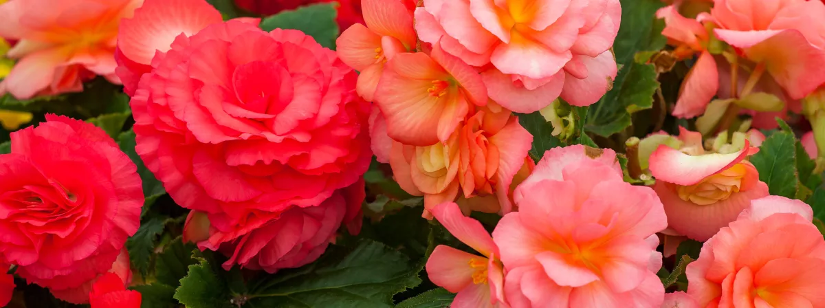 Begonia Seed