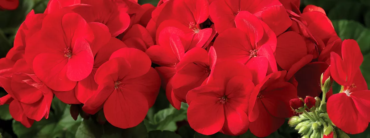 Geraniums