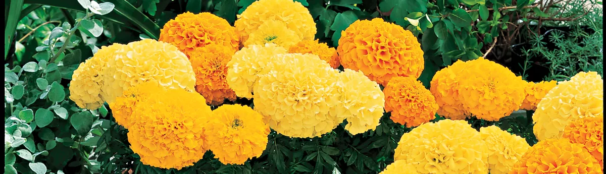 Inca Marigold MIx