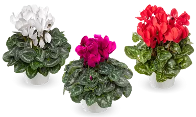 Cyclamen