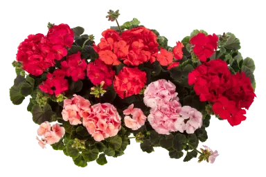 Geraniums