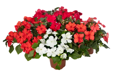 Impatiens