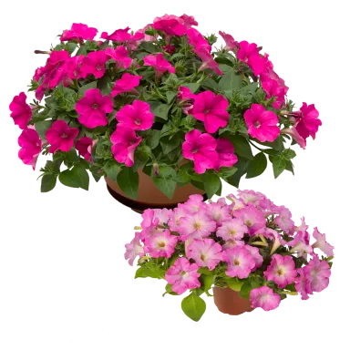 Two pots of pink flowers with green leaves, one larger and darker above