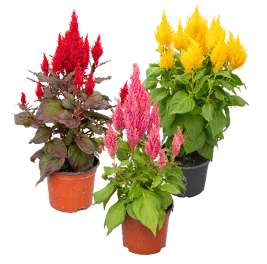 Bright Sparks Celosia 