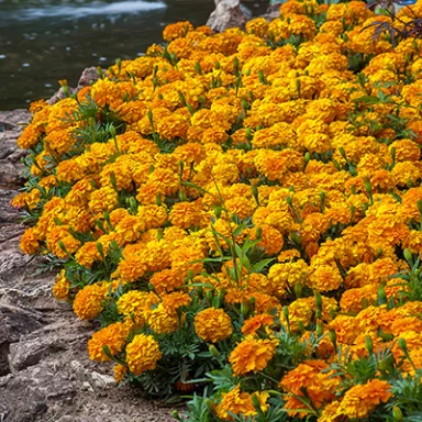 Endurance Marigold Landscape Photo v2