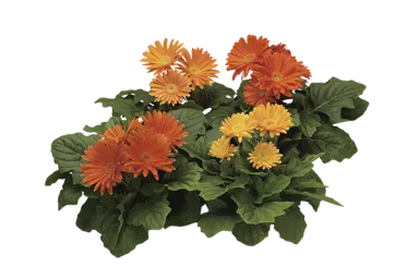 Jaguar Fire Mix PNG