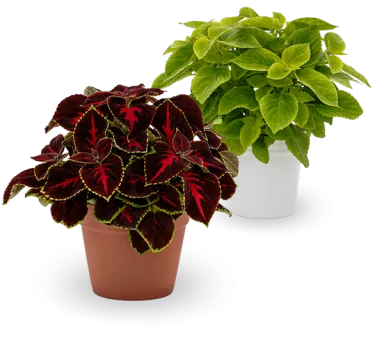 Mezmerize Coleus 2