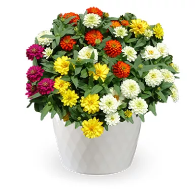 Zydeco Zinnia Mix