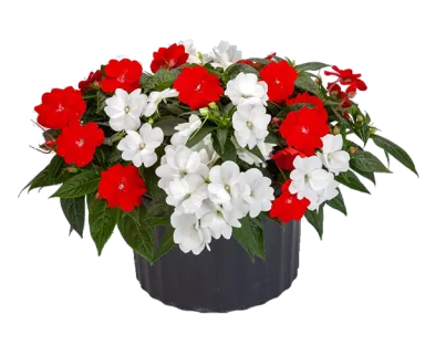 Spectra White and Bright Red