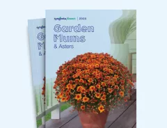 Garden Mums 2025