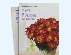 2026 Pot Mum Catalog