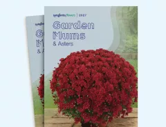 Book cover with red flowers and title "Garden Mums: A Starter"Gar