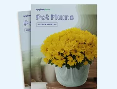 Potted yellow chrysanthemums in a white ribbed pot on a wooden table