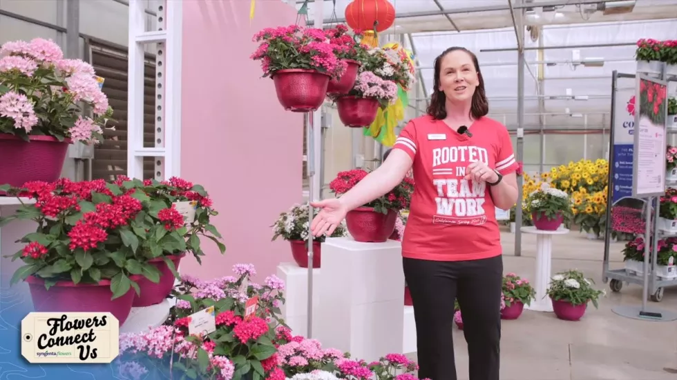 Starcluster™ Cascade Red | Syngenta Flowers
