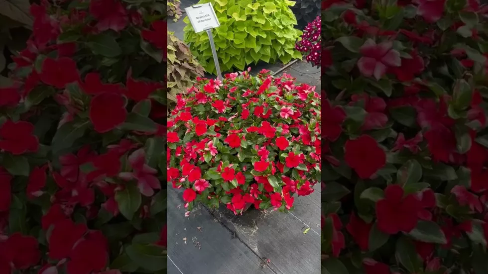 Nirvana® XDR Apricot Splash | Syngenta Flowers