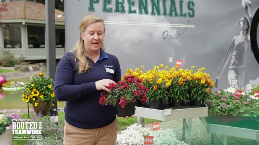Spot On™ Pink | Syngenta Flowers