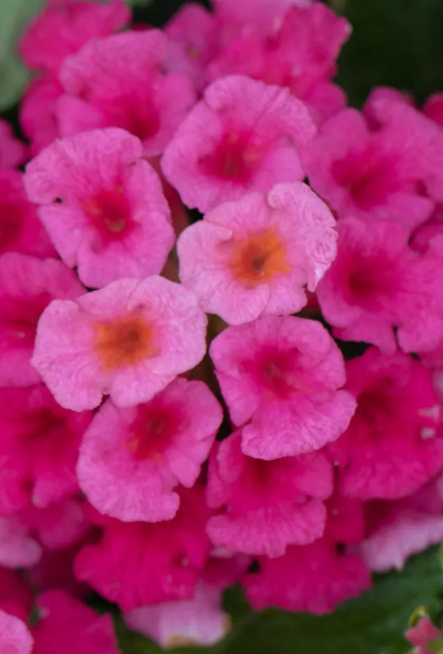 Young's Plant