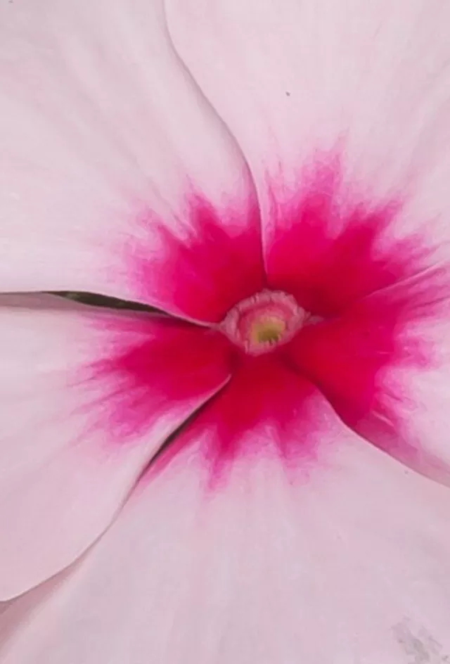 Vinca