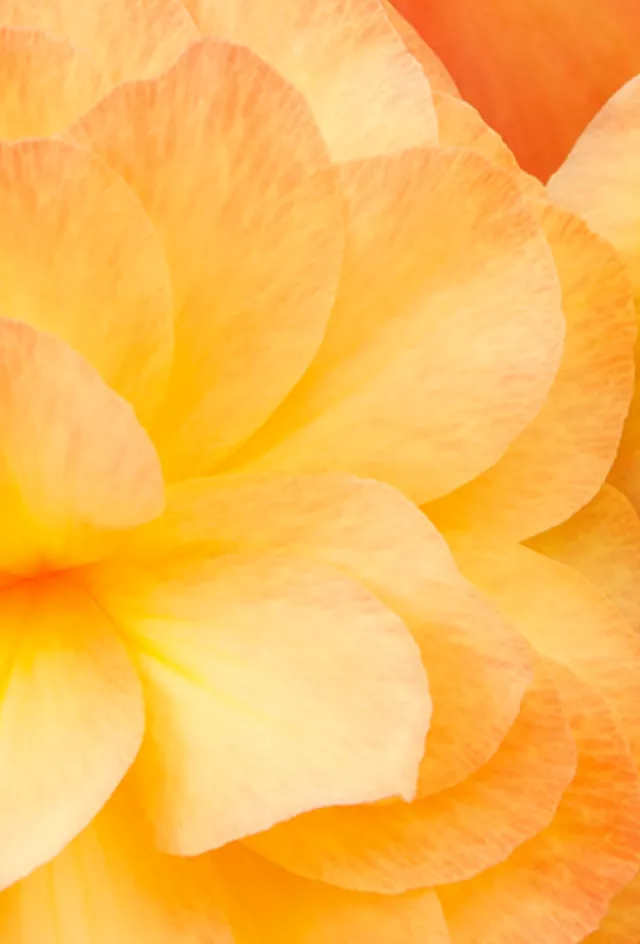 2025 Plant Peddler Banner