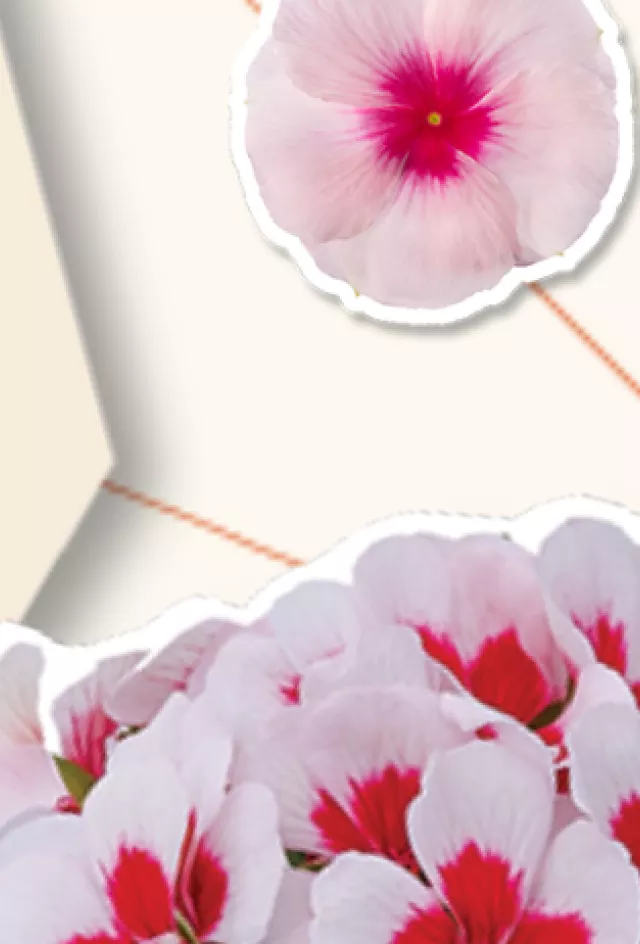 2026 New Cultivate Header