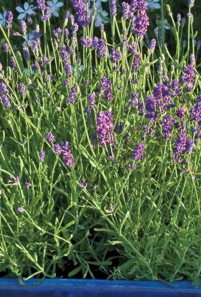 Lavender Banner