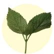 home-product-category-cuttings_1