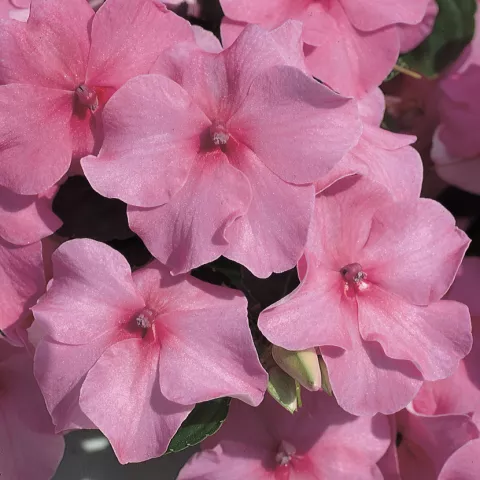 All products collection | Syngenta Flowers