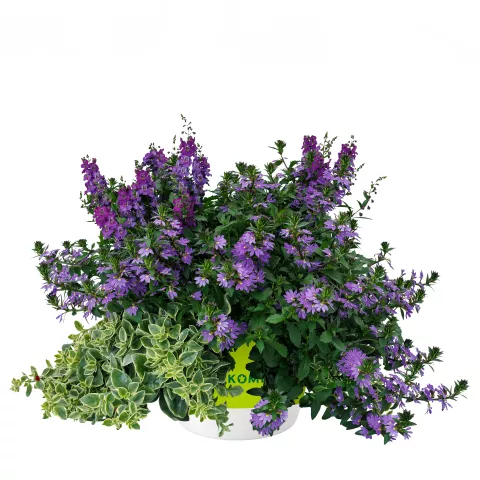 New Varieties Vegetative Annuals | Syngenta Flowers