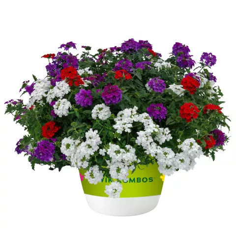 New Varieties Vegetative Annuals | Syngenta Flowers