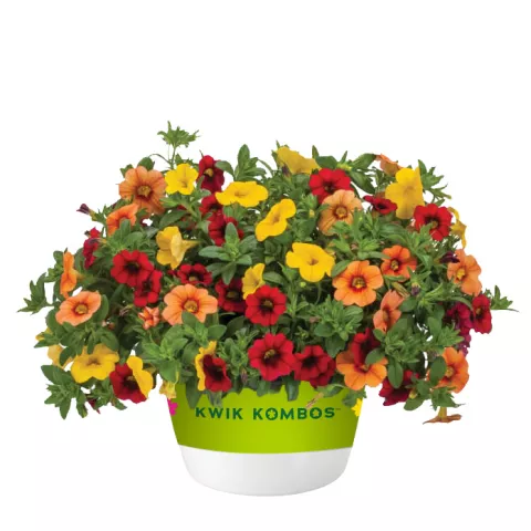 New Varieties Vegetative Annuals | Syngenta Flowers