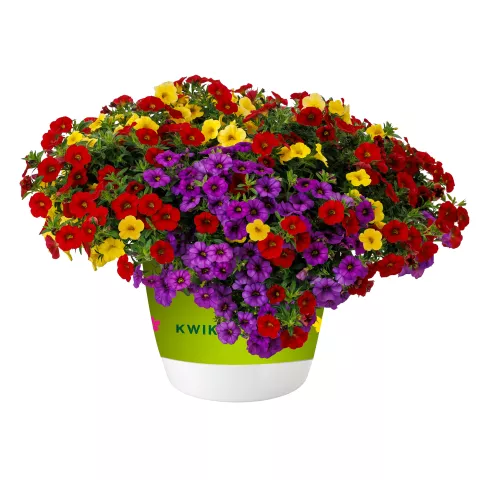 New Varieties Vegetative Annuals | Syngenta Flowers