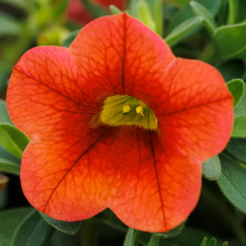 New Varieties Vegetative Annuals | Syngenta Flowers
