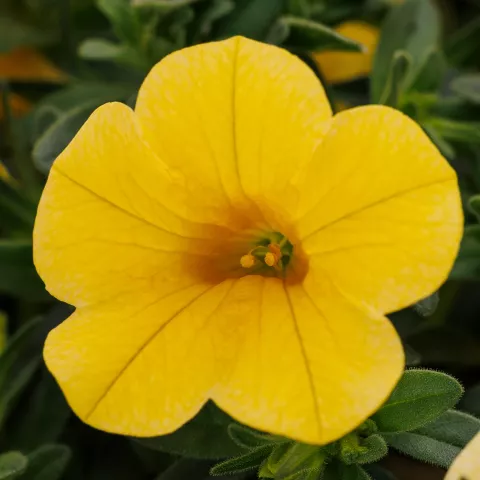 New Varieties Vegetative Annuals | Syngenta Flowers