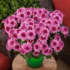 Newark™ Pink Bicolor | Syngenta Flowers