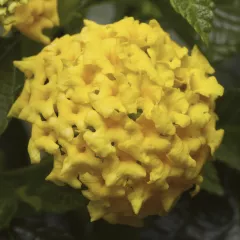 Landscape Bandana® Yellow | Syngenta Flowers