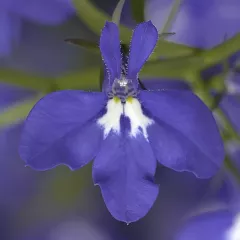 Techno® Upright Cobalt Blue | Syngenta Flowers