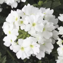 Lanai® Compact White | Syngenta Flowers