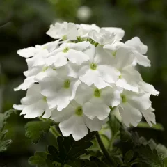 Lanai® White | Syngenta Flowers