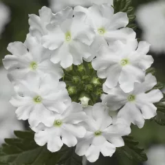 Lanai® Upright White | Syngenta Flowers