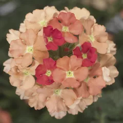 Lanai® Peach | Syngenta Flowers