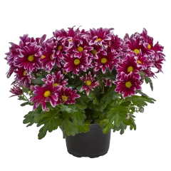 Nantucket™ Purple Bicolor | Syngenta Flowers