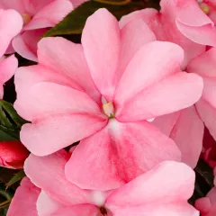 Spectra™ Pink Bicolor | Syngenta Flowers