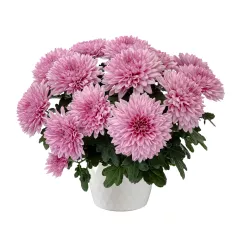 Pendleton™ Pink | Syngenta Flowers