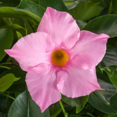 Madinia® Maximo Light Pink | Syngenta Flowers