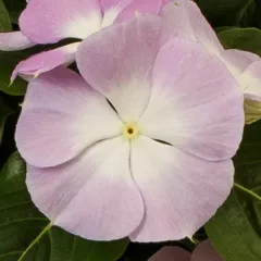 Nirvana® XDR Blue Halo | Syngenta Flowers